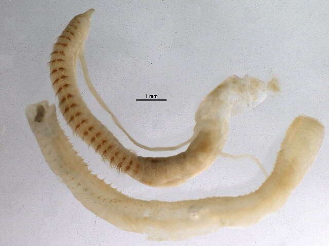 Image of Cossura aciculata (Wu & Chen 1977)