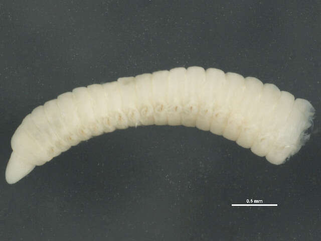 Image of Lumbrineris cruzensis Hartman 1944