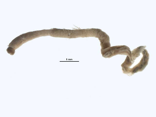 Image of Capitellidae
