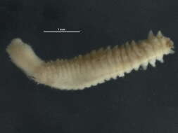 Image of Micronephthys oligobranchia (Southern 1921)