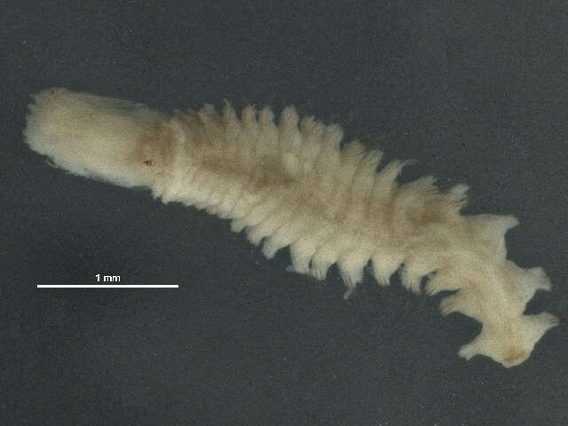 Image of Micronephthys oligobranchia (Southern 1921)