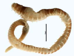 Image of Spagetti worm