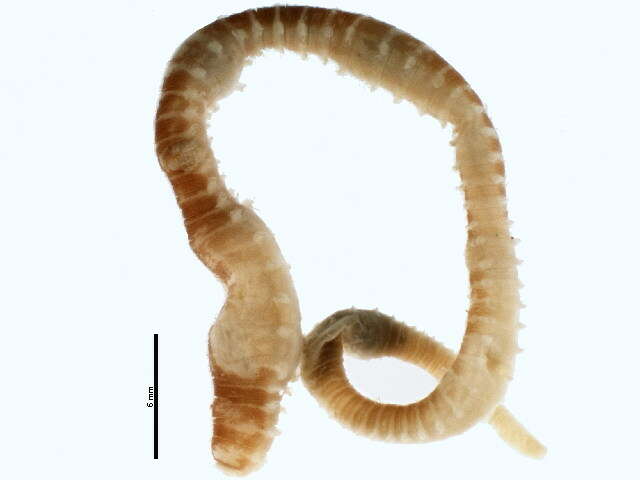 Image of Spagetti worm