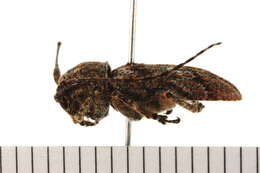 Image of Rhytiphora