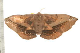 Image of Anthela varia (Walker 1855)