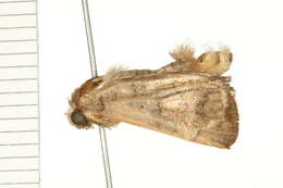 Image of Athetis reclusa Walker 1862