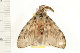 Image of Lymantria antennata Walker 1855