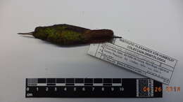 Image of Rufous-tailed Hummingbird