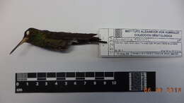 Image of Rufous-tailed Hummingbird