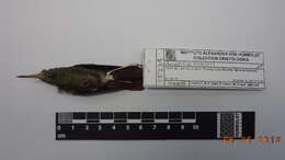 Image of Rufous-tailed Hummingbird