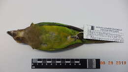 Image of Brown-throated Parakeet