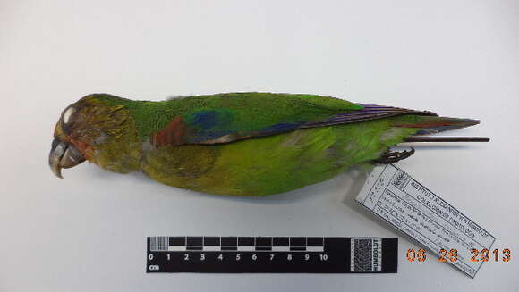 Image of Rusty-faced Parrot