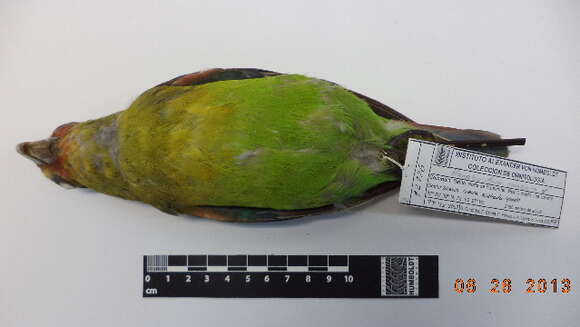 Image of Rusty-faced Parrot