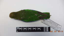 Image of Scarlet-shouldered Parrotlet