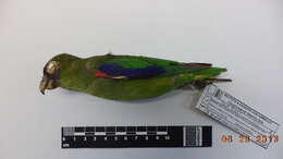 Image of Scarlet-shouldered Parrotlet