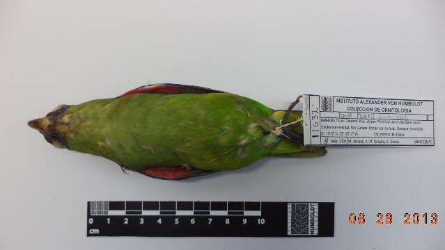 Image of Scarlet-shouldered Parrotlet