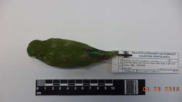 Image of Spectacled Parrotlet