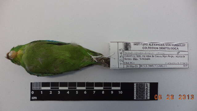 Image of Spectacled Parrotlet