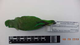 Image of Green-rumped Parrotlet