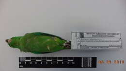 Image of Green-rumped Parrotlet