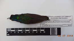 Image of Lazuline Sabrewing