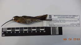 Image of Pale-tailed Barbthroat