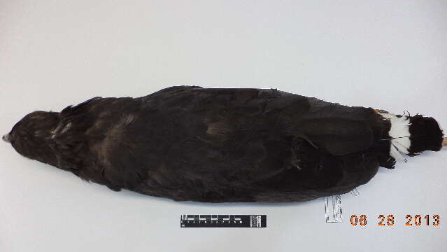 Image of Black Solitary Eagle