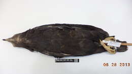 Image of Black Solitary Eagle