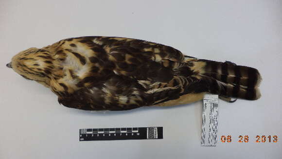 Image of Grey-lined Hawk