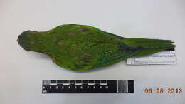 Image of Brown-throated Parakeet