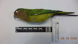 Image of Brown-throated Parakeet