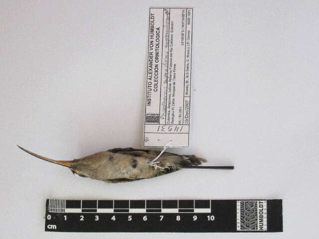 Image of Great-billed Hermit