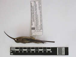 Image of Great-billed Hermit