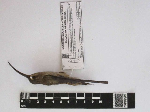 Image of Great-billed Hermit