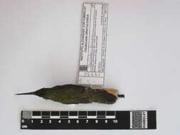 Image of Pale-tailed Barbthroat