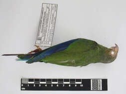 Image of Cobalt-winged Parakeet