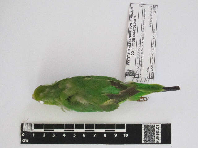 Image of Green-rumped Parrotlet