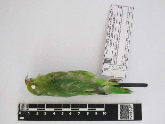 Image of Green-rumped Parrotlet