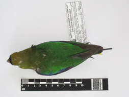 Image of Scarlet-shouldered Parrotlet