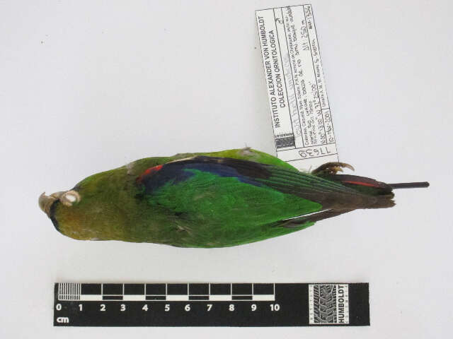 Image of Scarlet-shouldered Parrotlet