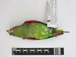 Image of Scarlet-shouldered Parrotlet