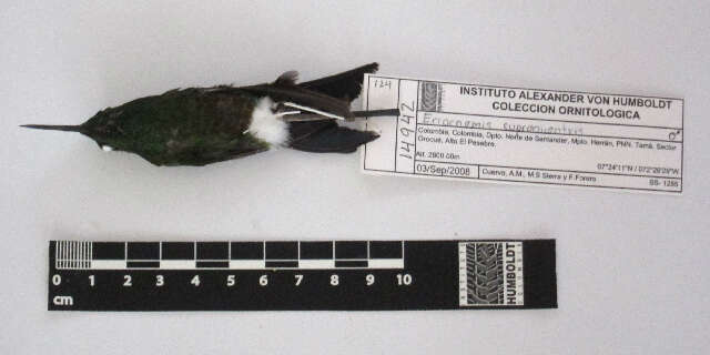 Image of Coppery-bellied Puffleg