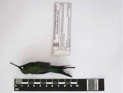 Image of Coppery-bellied Puffleg