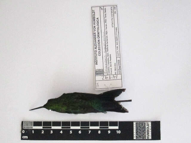 Image of Coppery-bellied Puffleg