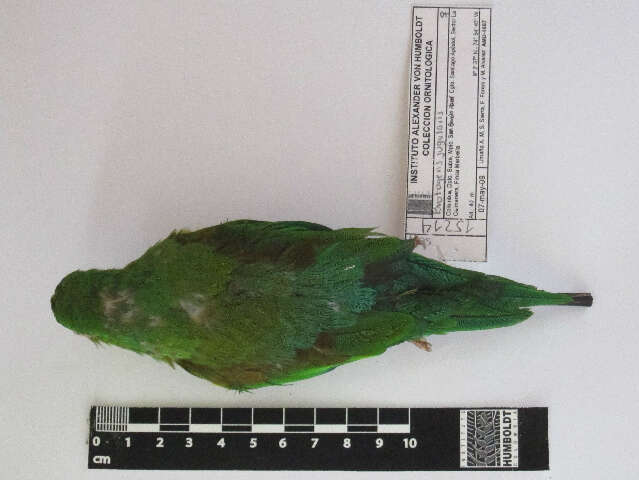 Image of Orange-chinned Parakeet