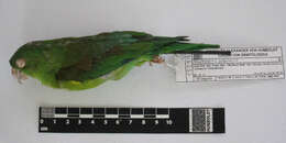 Image of Orange-chinned Parakeet