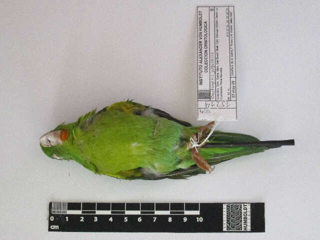 Image of Orange-chinned Parakeet