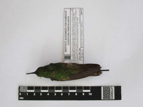 Image of Buff-tailed Coronet