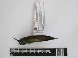 Image of Buff-tailed Coronet