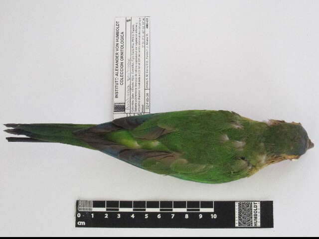 Image of Brown-throated Parakeet